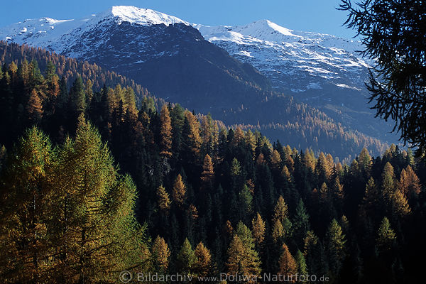 Sdtirol Lrchenwald verschneite Bergspitzen Naturfoto oberhalb Lago Gioveretto