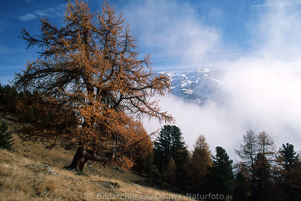 Sdtirol Naturfoto Martelltal Bergpanorama ber Wolken Lrche Nadelbaum Herbstfarben