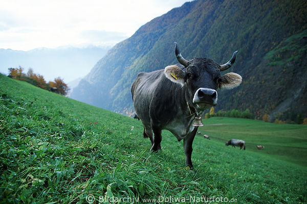 Schnalstaler Kuh mit Hrner Halsglocke auf Wiesenhang klingen in Sdtirols Bergland