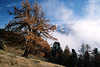 0725_Sdtirol Naturfoto Martelltal Bergpanorama ber Wolken Lrche Nadelbaum Herbstfarben