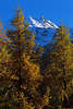 Alpengipfel mit Schnee ber Lrchen glhende Herbstfarben