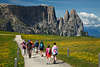 SeiserAlm blhende Blumenwiese Pfad Wandergruppe spazieren vor Schlern Dolomitenfelsen