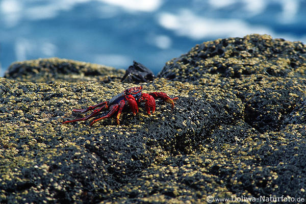Felsen-Krabben vor Meereswellen Rotkrabbe & Schwarzkrabbe Krebsebild