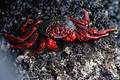 Krabbe auf berschwemmten Felsvorsprung Seeufer Insel La Palma Meeresbewohner