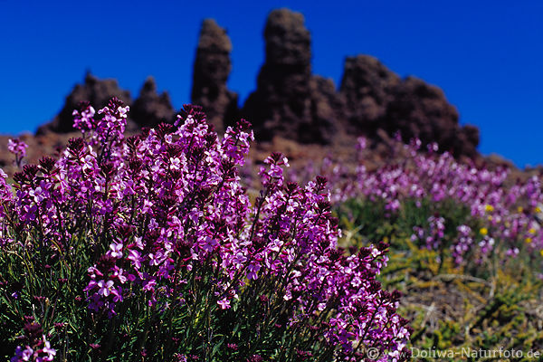 Retama del Pico blhende Wildblumenbsche vor Roque de los Muchachos Gipfelfelsen