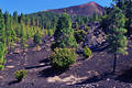 Schlummernder Vulkan Cumbre Nueva Berghang grne Pinien Naturfoto LaPalma