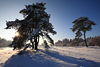006635_Winterlandschaft in Sonne Gegenlicht Naturfoto: Kieferbume im Schnee lange Schatten Sonnensterns