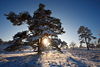 006657_Sonnenstern unter Kiefer Bumenpaar in Winterlandschaft Naturbilder Schnee-Romantik in Gegenlicht