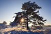 006663_Schnee Winterlandschaft in Sonne Naturfoto: Kieferbaum am Hgel in Sonnenstern Gegenlicht