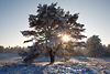 006671_Heidebaum in Sonne Gegenlicht durchscheinend ber Schnee Winterlandschaft Natur Winterfotos