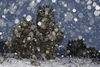 100076_Wacholderheide im Schneefall Romantik Winterlandschaft Naturfotos im Schneetreiben am Himmel