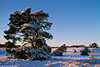 3030_ Verschneite Kiefer roter Schnee Sonnenstrahlen Winterzauber Lneburgerheide Jaw-tree conifer mood sunset in heath red snow