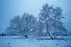 3042_Baumpaar im Schnee am Winterweg Lneburger Heide Kaltstimmung Naturfoto