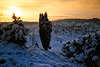 3076_Winter-Sonnenuntergang Gelbhimmel Schnee-Romantik ber Kiefer im Heidetal Totengrund Naturfoto