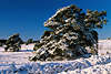 3077_Geneigte Kiefern im Schnee Lneburger Heidelandschaft Winterbild in Abendlicht winterlicher Sonne