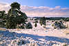 3079_Schneelandschaft Kieferbume Heidepanorama Winterbild Naturfoto Winterzauber in Sonnenschein
