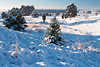 3083. Klirrende Klte Winterzauber Heidebild Schneelandschaft Frost Sonnenschein Naturfoto