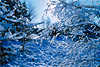 3087_Winterschnee Baumzweige mit Eis Frost ber Wegspur weissblaue Natur Lneburgerheide