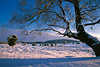 3089_Heidelandschaft Winterzauber unter Baum in Abendlicht verschneite Stimmung Lneburgerheide