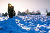 3092_Sonnenstern im Wacholderstrauch Blauschnee bedeckte Heide Winterstimmung Naturfoto