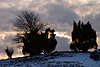 700212_ Heidestrucher auf Heideberg vor Wolkenhimmel Abendlicht Wintermomente Naturfoto