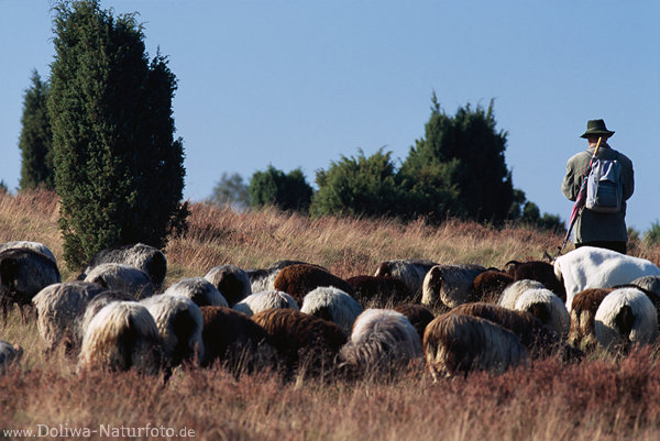 Heideschfer Heidschnucken Schafe grasen weiden in Heidelandschaft