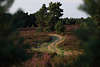 Heidewanderweg Naturfoto bei Heideblte geschlngerter Wanderpfad bei Timmerloh