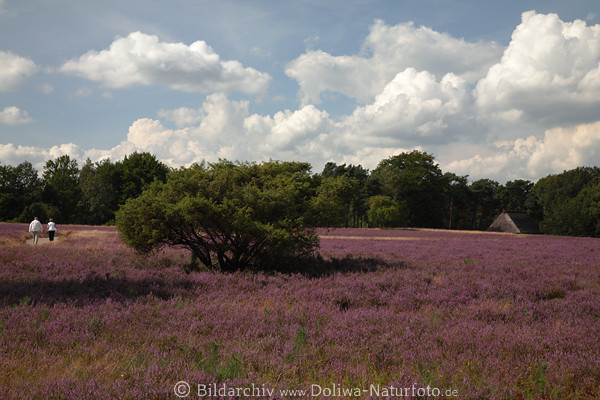 Heideweite violett lila Erikablte mit WanderPaar