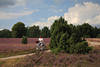 1205205_Radwandererin Bild in Heidelandschaft Naturfoto bei Heideblte radeln auf Heidepfad
