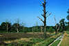 2563_Baumsterben in der Lneburger Heide Foto, Naturschutzgebiet Bume Wanderweg, Allee