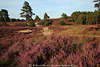911707_Wanderweg in blhende Natur Heidelandschaft in Bild, violette Bltenfelder, Bank am Wald