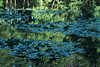 Parksee Blattteppich abstrakt Foto Wassertafel grne Seerosenbltter Naturbild Soltauer Teich