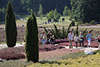 808700_ Heidebltenfest Besucher Familien auf Gartenwegen im Heidegarten Hpen Bild aus Lneburger Heide