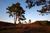 911760_ Schwindebecker Heide Naturfoto Hgellandschaft Romantik Stimmung Kiefer hohe Bume in Abendlicht