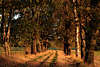 30275_Bume Herbstallee in Sonne Abendlicht Foto, Feldweg Lichtdurchflutete Baumallee Naturbild