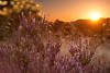 58884_Erikablte lila Heidestrauch vor Sonnenuntergang orange Farben Naturfoto