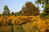 Ginsterblte Naturfoto Frhlinglandschaft Lneburgerheide gelbblhende Wildstrucher