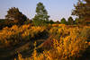 Ginsterblte Naturfoto Lneburgerheide gelbe Wildblumenlandschaft Frhlingsbild