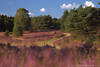 Heidebild blhende Landschaft lila Farben Naturidylle violett Flchen um Weg geschlngert Pfad Foto