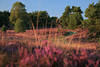 Heidebild blhende Landschaft lila Farben Naturidylle violett Flchen um Weg geschlngert Pfad Foto