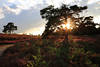 201343 Heidebild bei Sonnenuntergang Lichtstern im Baum lila Erikablte Naturfoto Abendstimmung Romantik