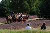 58339_Heideblte Kutschfahrt Fotos, blhende Heidelandschaft, Mann Frau in Gras Wiese violett Erikaflche