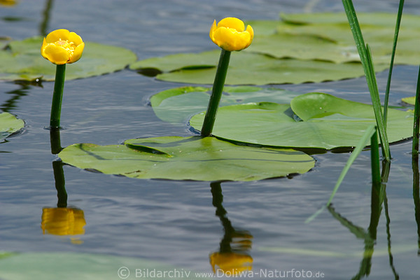 Masuren Naturflora von BuwelnoSee Seerosenspiegelung blhende Gelbpflanzen Schilfgrser im Wasser