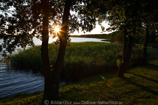 Haarschen Seeuferbume in Abendsonne Masuren Sonnenuntergang Romantik Naturidylle Ostpreussen Mazury