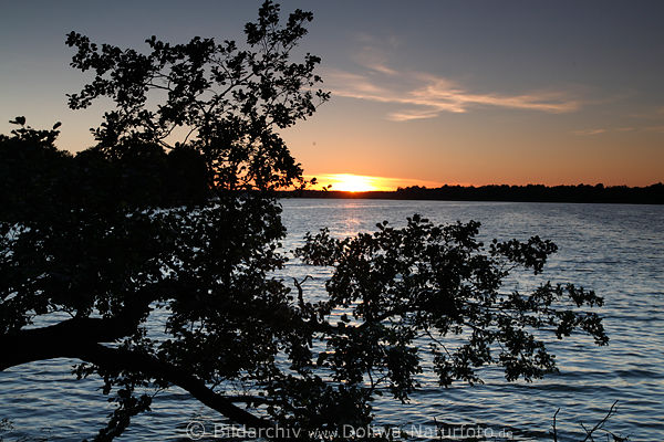Masuren Haarschen-See Baum in Wasser Landschaft Abend Sonnenuntergang Naturidylle Seehorizont-Panorama