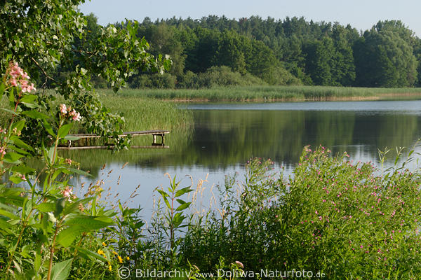 Masuren Seenlandschaft Naturflora am Wasser Holzsteg Grnpflanzen Frhling in Mazury natura