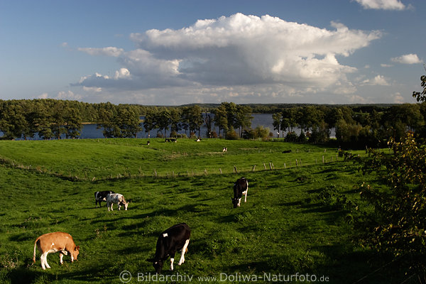 Masuren Grnwiese Khe in Lichtstimmung vor Martinshagener See unter Wolke Kuhweide Mazury krowy laki krajobraz nad woda jezioro