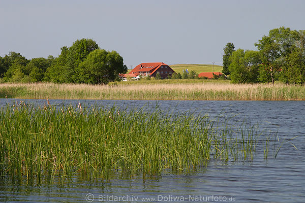 Masuren-See Wasser-Schilfufer Naturbild Martinshagen Landidylle Pension Teresa Seeblick