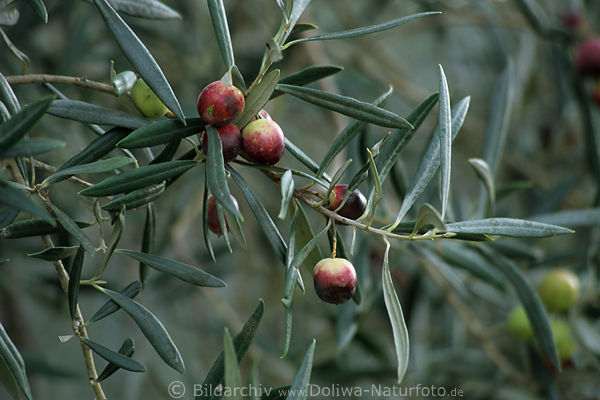 Portugal Algarve Naturfrchte des lbaum Olea europaea Oleaceae olivo acebuche