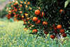 9021_Orangenbaum voll Frchten auf der Blumenwiese